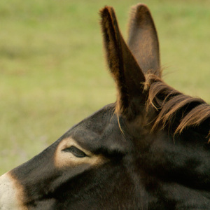 Donkey_Ears